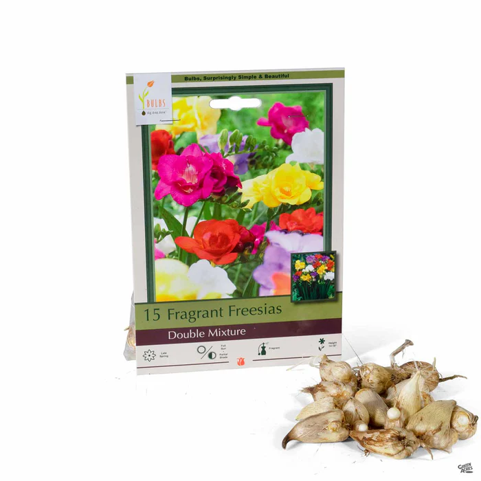 2909-freesia-double-mix-1.webp Freesia 'Double Mix'