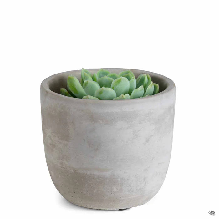 Bell Curve Plant Vessel