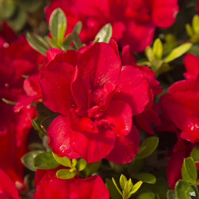 Encore Azalea Autumn Bonfire