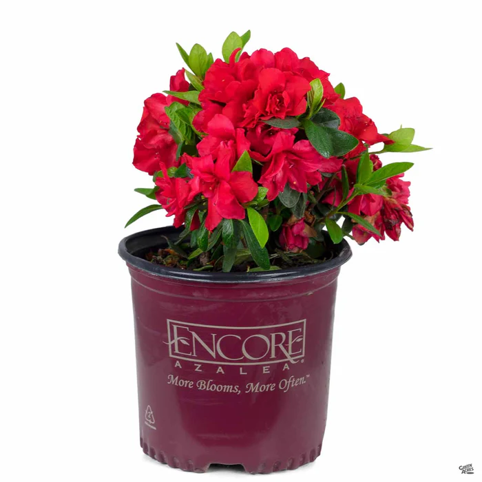Encore Azalea Autumn Bonfire