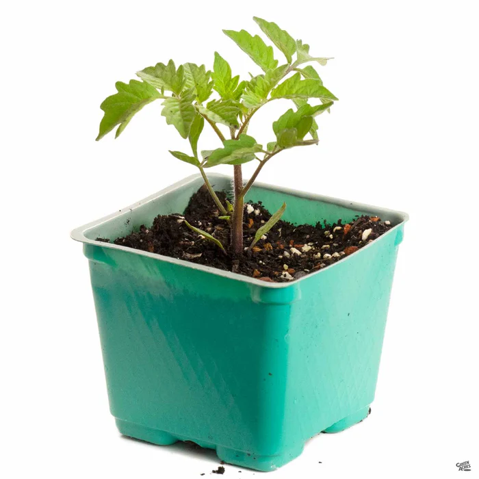 Tomato 'Brad's Atomic Grape'