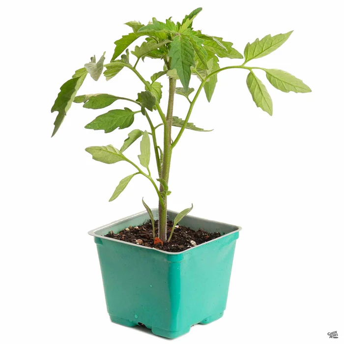 Tomato 'Pineapple Pig'