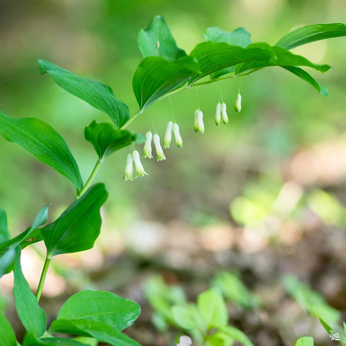 2940-solomon-s-seal-1.webp Solomon's Seal