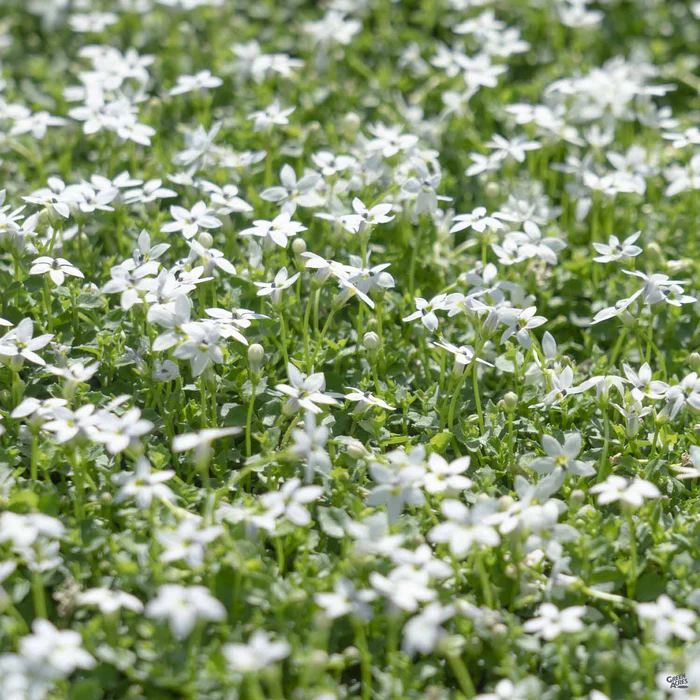 2941-white-star-creeper-1.webp White Star Creeper