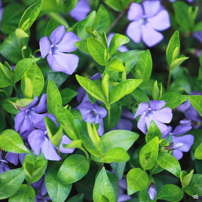 2945-periwinkle-1.webp Periwinkle