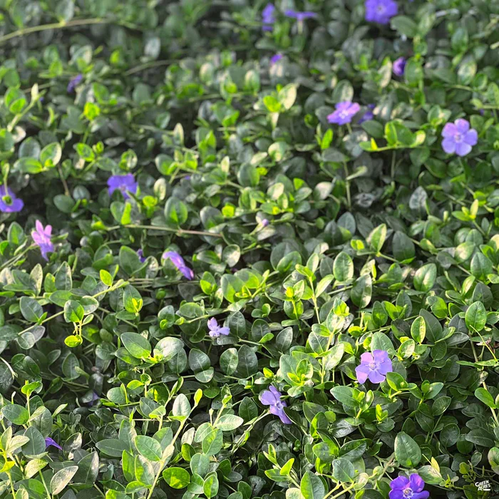 2945-periwinkle-2.webp Periwinkle