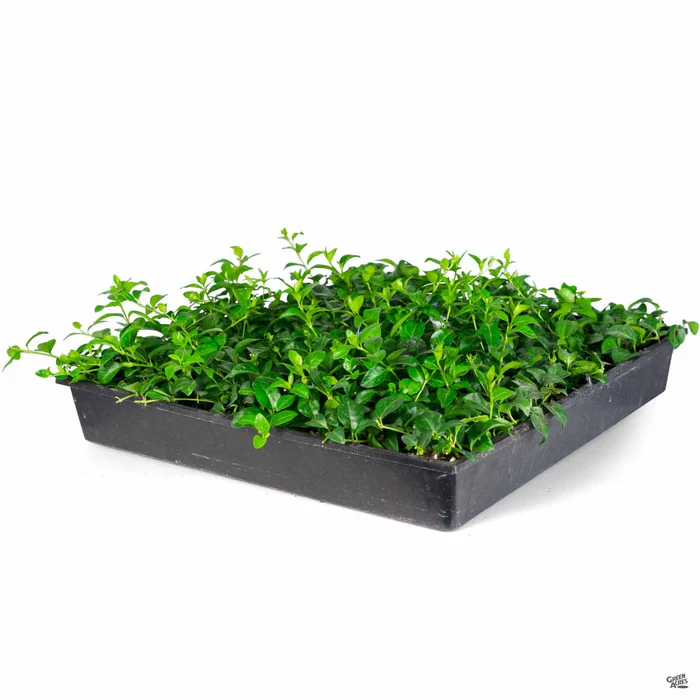 2945-periwinkle-3.webp Periwinkle