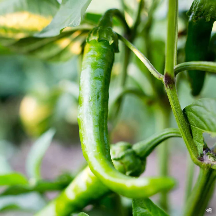 Pepper 'Italian Long'