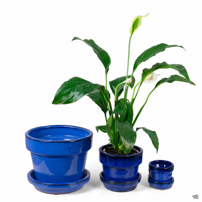 2951-fancy-glazed-standard-pot-1.webp Fancy Glazed Standard Pot