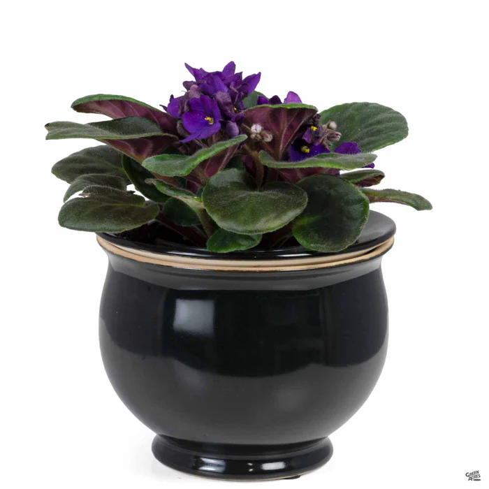 2956-african-violet-self-watering-pot-1.webp African Violet Self-Watering Pot