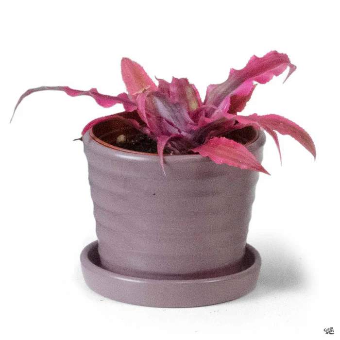 2968-matte-ribbed-pot-1.webp Matte Ribbed Pot