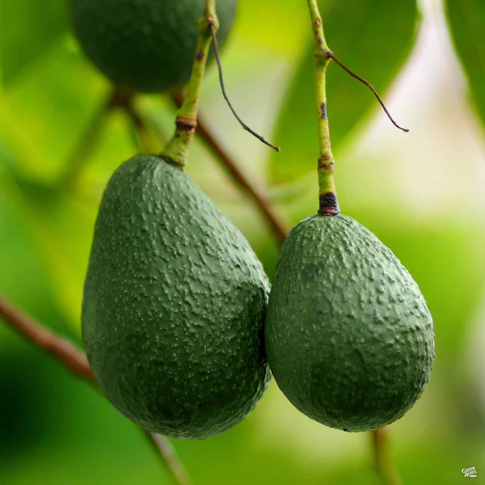 Avocado 'Little Cado'