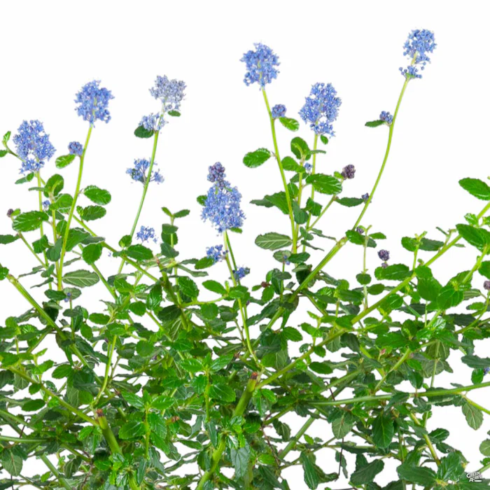 Wild Lilac 'Frosty Blue'