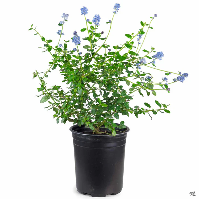 Wild Lilac 'Frosty Blue'