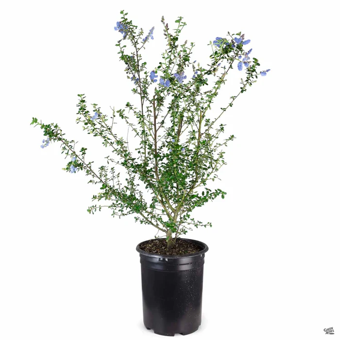 Wild Lilac 'Frosty Blue'