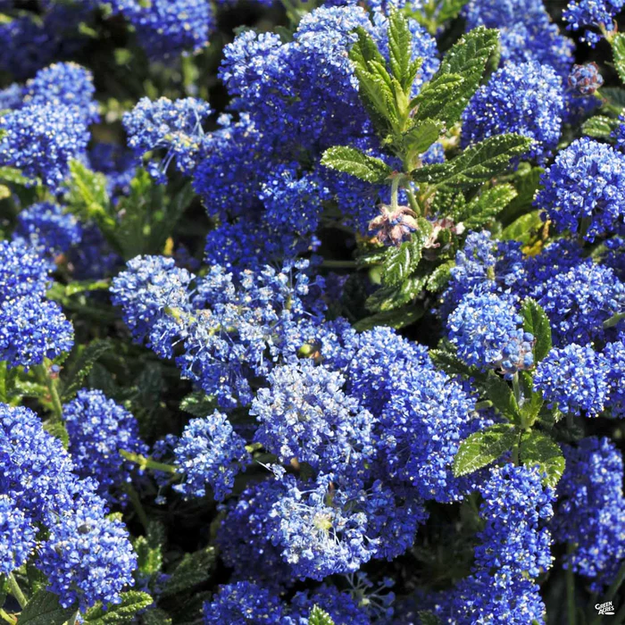 Wild Lilac 'Dark Star'
