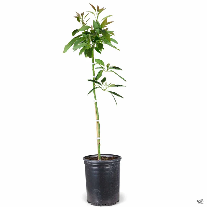 2986-avocado-hass-2.webp Avocado 'Hass'