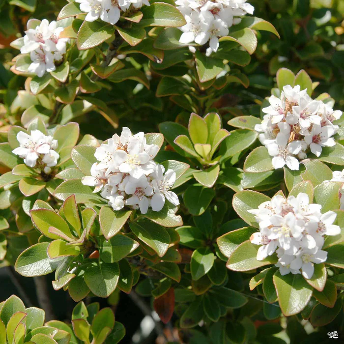 Yeddo Hawthorn 'Minor'