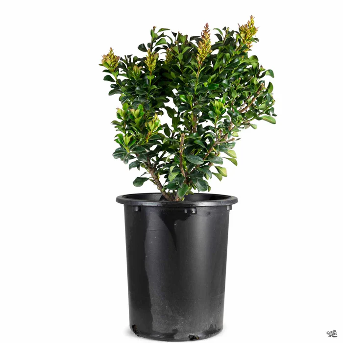 2988-yeddo-hawthorn-minor-5.webp Yeddo Hawthorn 'Minor'