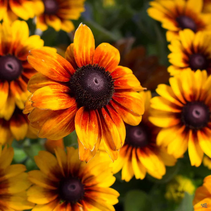 Gloriosa Daisy