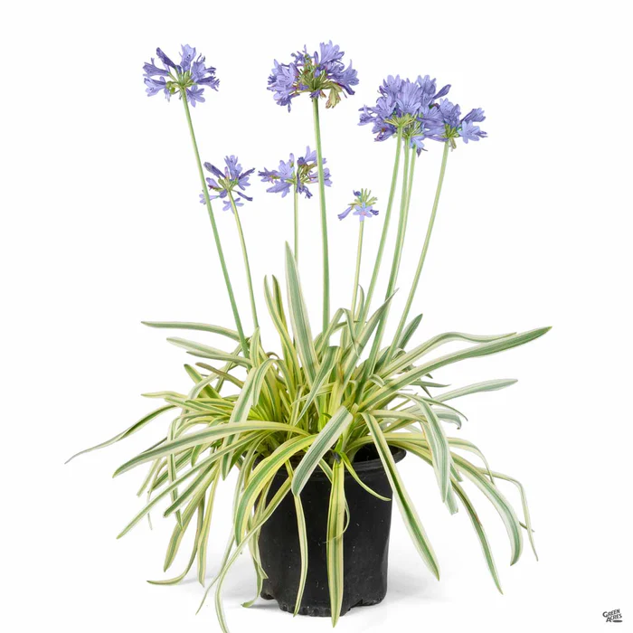 Lily of the Nile 'Queen of the Nile'