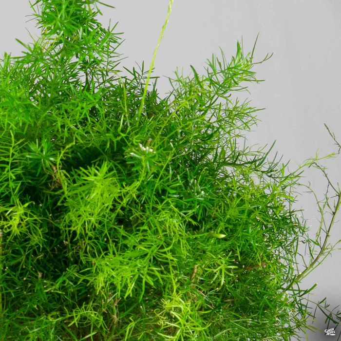 Asparagus Sprenger Fern
