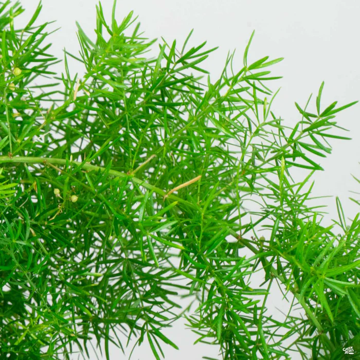 Asparagus Sprenger Fern