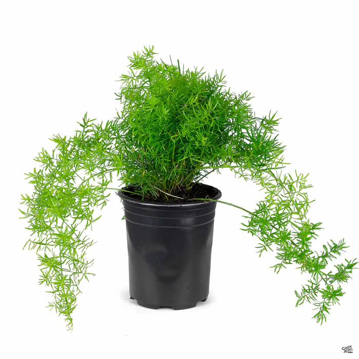 Asparagus Sprenger Fern