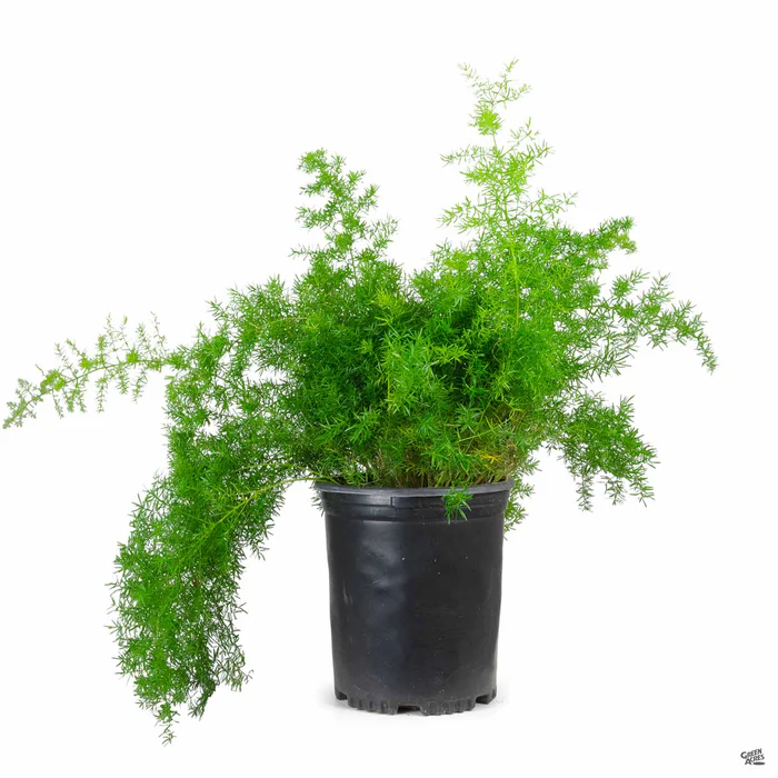 Asparagus Sprenger Fern