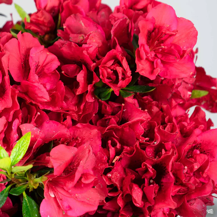 Encore Azalea Autumn Fire