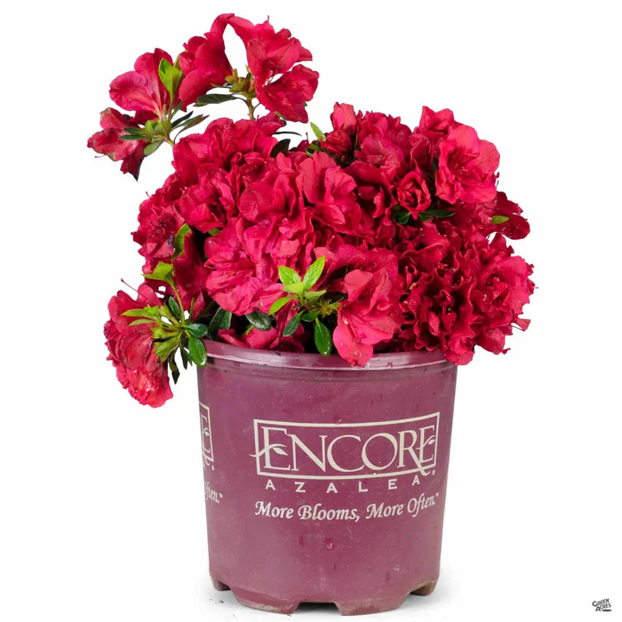 2998-encore-azalea-autumn-fire-2.webp Encore Azalea Autumn Fire