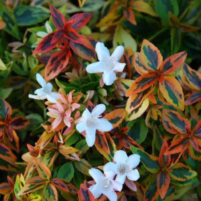 Abelia 'Kaleidoscope'