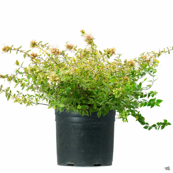 3-abelia-kaleidoscope-4.webp Abelia 'Kaleidoscope'