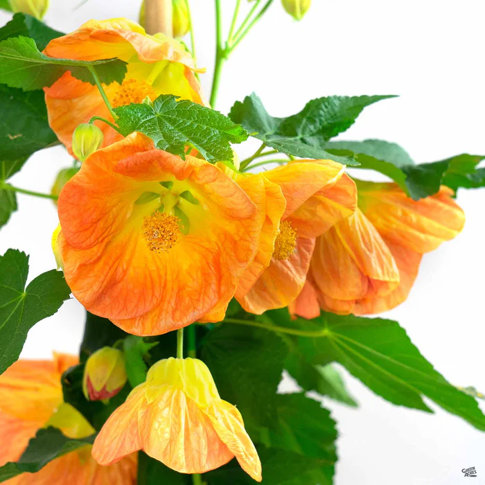 Flowering Maple