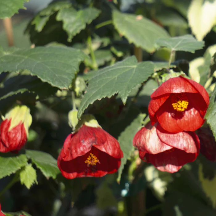 Flowering Maple