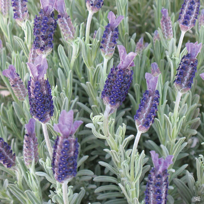 Spanish Lavender 'Silver Anouk'