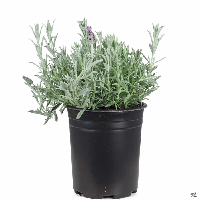 Spanish Lavender 'Silver Anouk'