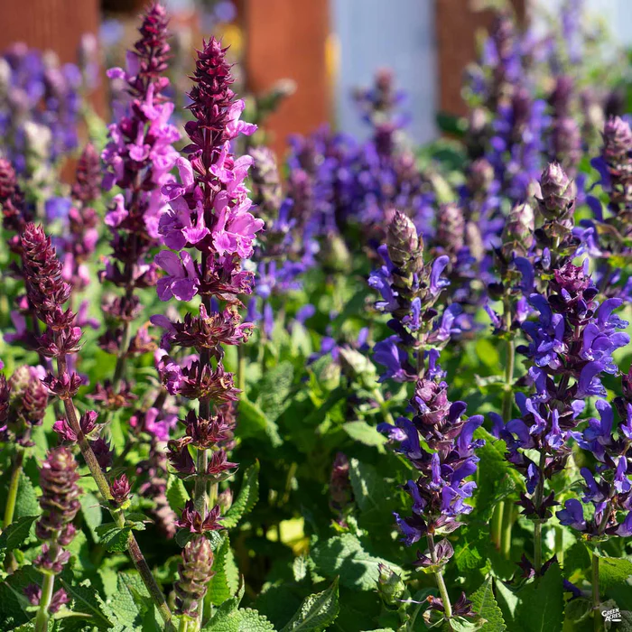 Salvia 'Marvel'