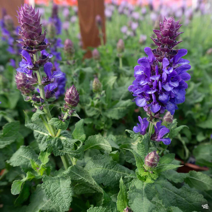 Salvia 'Marvel'