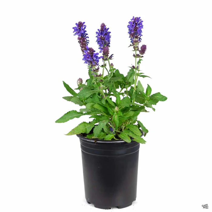 Salvia 'Marvel'