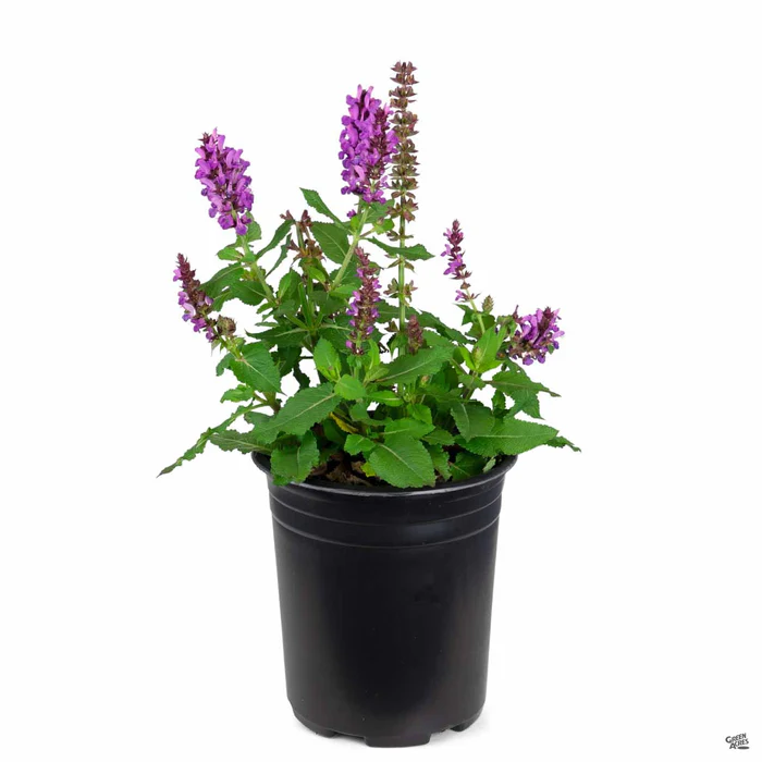Salvia 'Marvel'