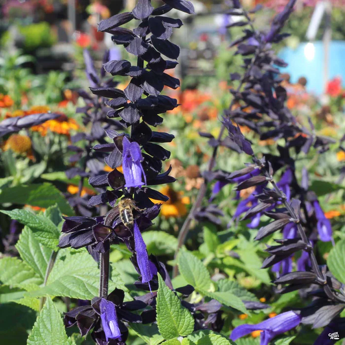 3004-salvia-black-and-blue-1.webp Salvia 'Black and Blue'