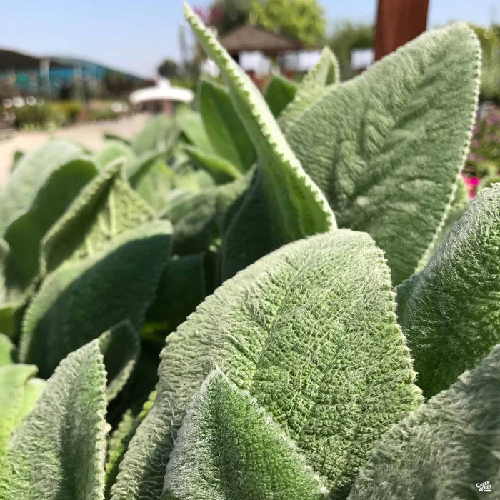Lamb's Ear 'Helene Von Stein'