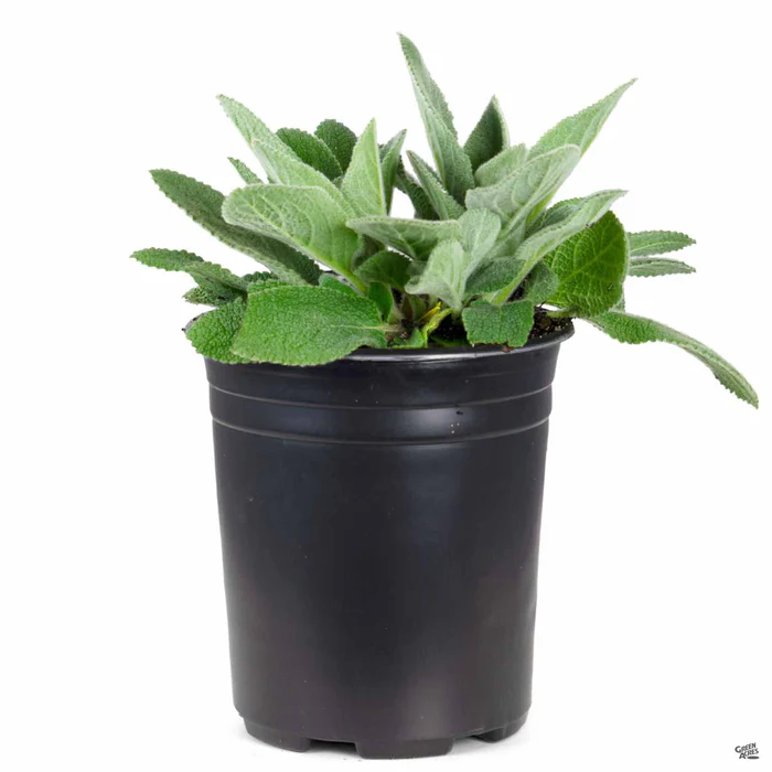 Lamb's Ear 'Helene Von Stein'