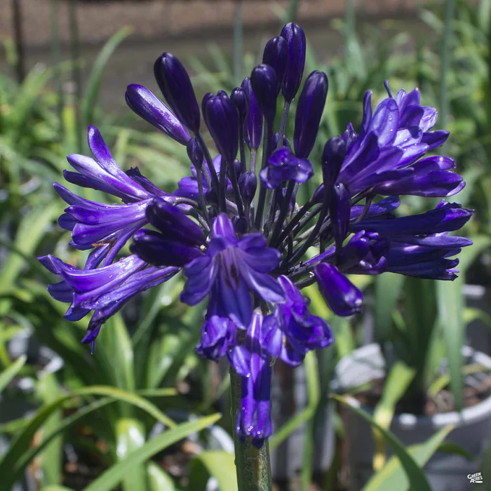 Lily of the Nile 'Black Pantha'