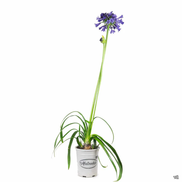 Lily of the Nile 'Black Pantha'