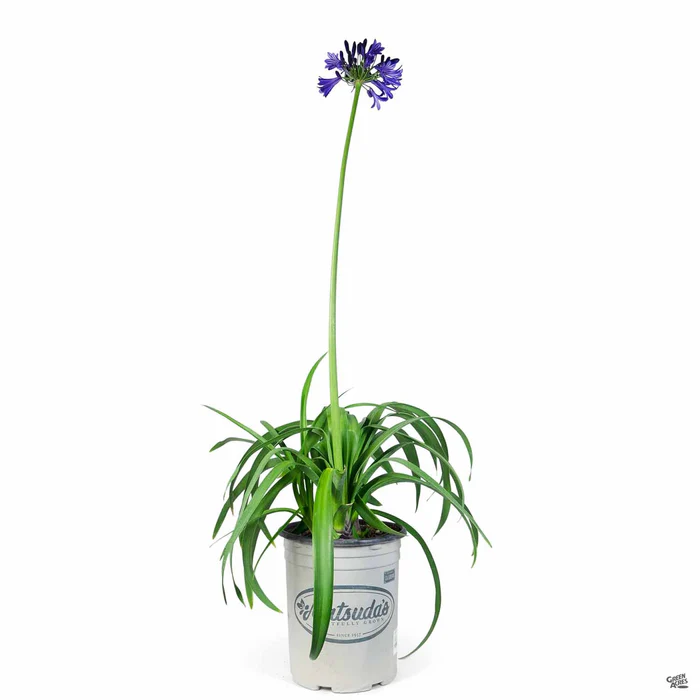 Lily of the Nile 'Black Pantha'