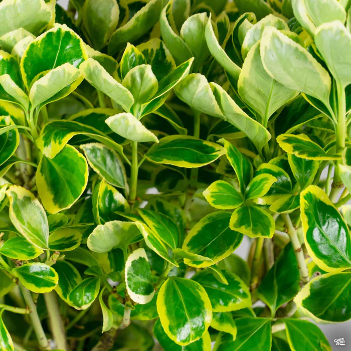 3009-euonymus-silver-queen-1.webp Euonymus 'Silver Queen'