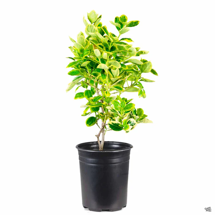 3009-euonymus-silver-queen-2.webp Euonymus 'Silver Queen'