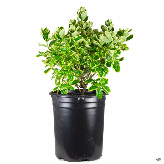 3009-euonymus-silver-queen-3.webp Euonymus 'Silver Queen'